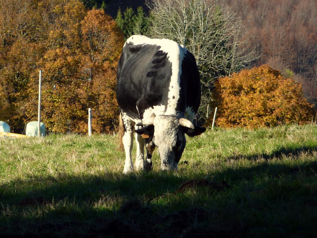 Gite Schlitteur Et Sapiniere Breitenbach Kültér fotó