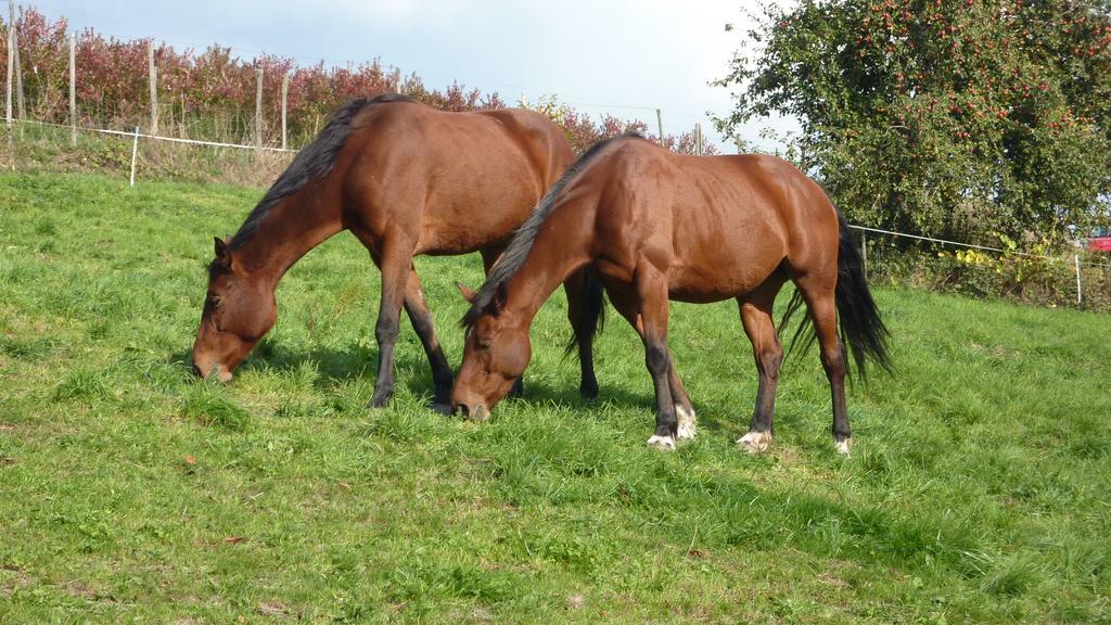 Gite Schlitteur Et Sapiniere Breitenbach Kültér fotó