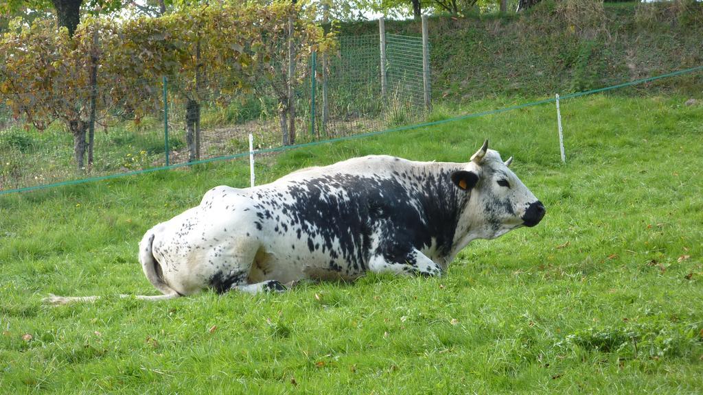 Gite Schlitteur Et Sapiniere Breitenbach Kültér fotó